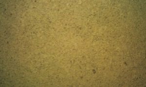 CASSIA MEAL POWDER