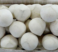 FRESH YOUNG COCONUT