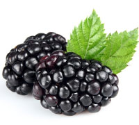 Fresh Blackberry