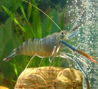 Fresh Water Prawns