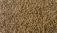 Hulled White Millet