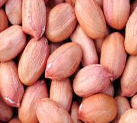 Raw Peanut 38/42