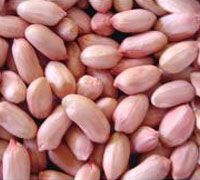 Red Skin Peanut