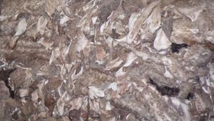 Salted Cow Hide (wet and dry)