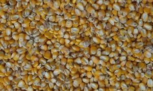 Yellow Maize