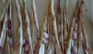 LIGHT SPECKLED KIDNEY BEANS (AMERICAN ROUND/CRANBERRY)